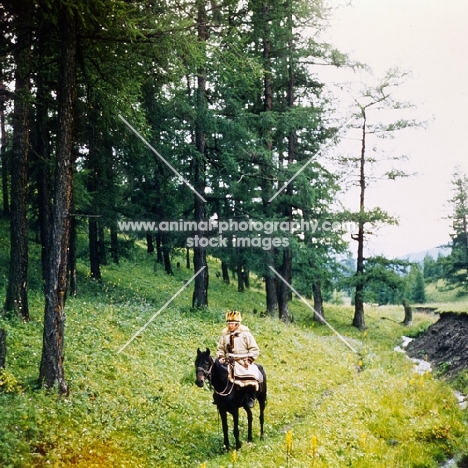 lone rider on altai horse in forest