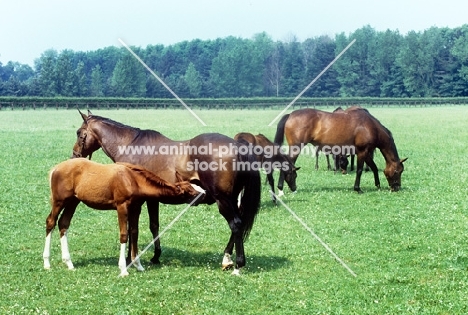 thoroughbred foal drinking