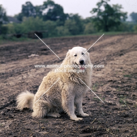 hungarian kuvasz,  farm dog on track at farm in hungary