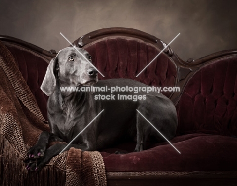 Weimaraner lying down on couch