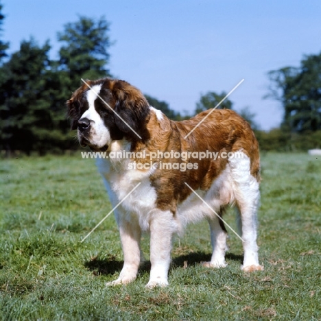 st bernard, bitch