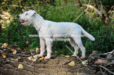 white Parson Russell Terrier