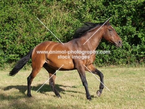 Lusitano running on grass