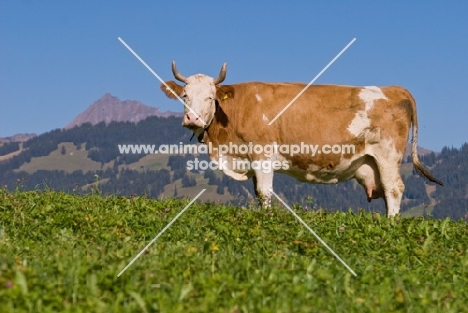 cow in the alpine mountains