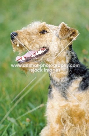 Welsh Terrier looking cheerful