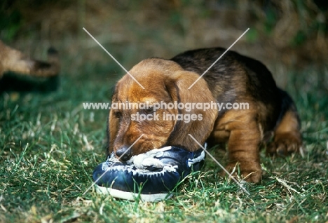 wirehaired dachshund puppy chewing a shoe