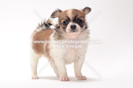cute longhaired Chihuahua puppy on white background
