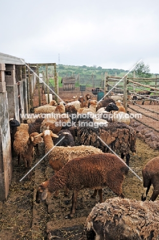 Nguni sheep