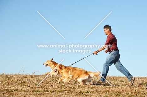 Golden retrievers on a walk