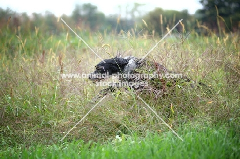 black and white English Setter running in the tall grass