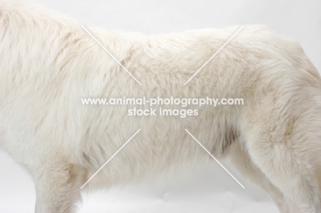 Maremma Sheepdog coat