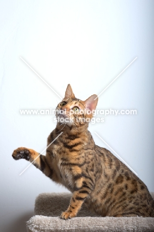 bengal cat sitting on scratch post and lifting a front leg, white wall on the background