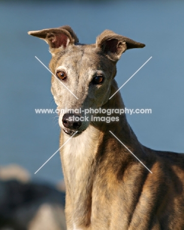 Greyhound head study