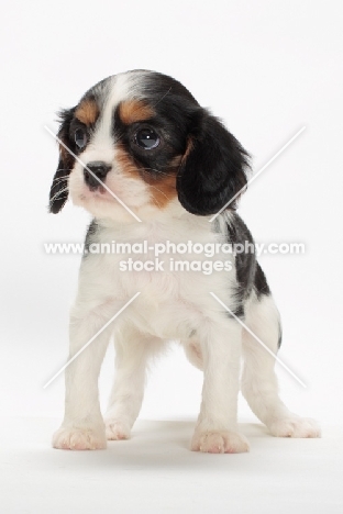 tri coloured Cavalier King Charles Spaniel puppy in studio