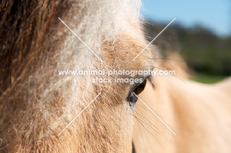 Fjord, eye close up