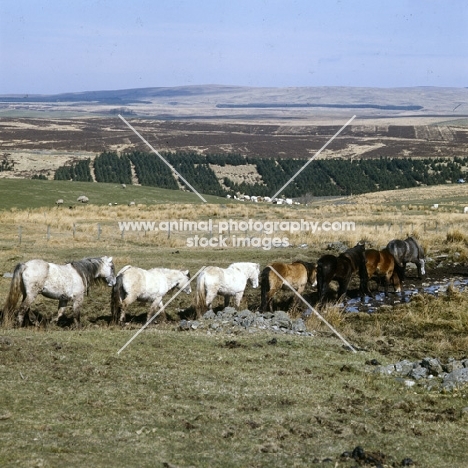 line of Highland Ponies walking on the moors in Scotland in spring