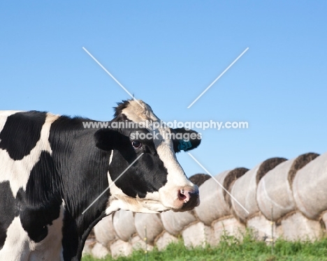 Holstein Friesian cow in field