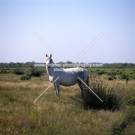 Camargue mare in Camargue 