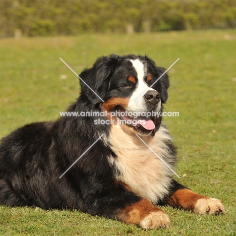 Bernese Mountain Dog lying on grass