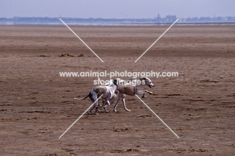 three whippets galloping along a beach