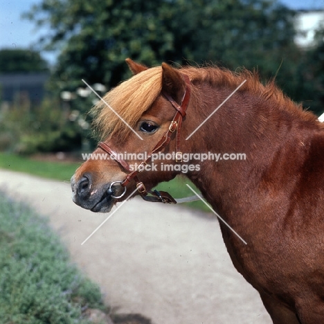 chestnut shetland pony