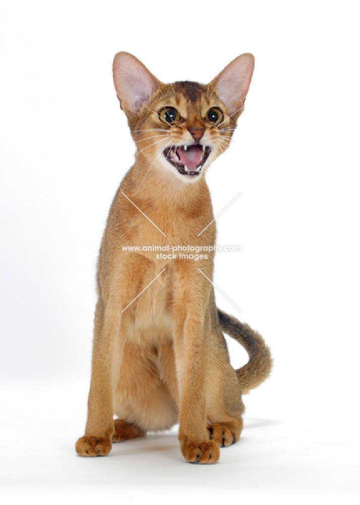 ruddy abyssinian meowing
