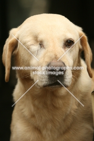 Labrador Retriever with missing eye