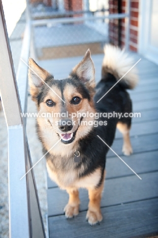 corgi mix smiling