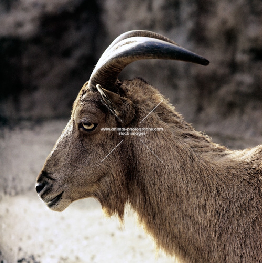 barbary sheep at london zooo