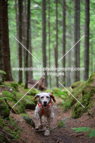 happy orange belton english setter running in the woods