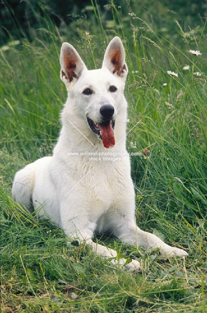White swiss shepherd dog lying down on grass