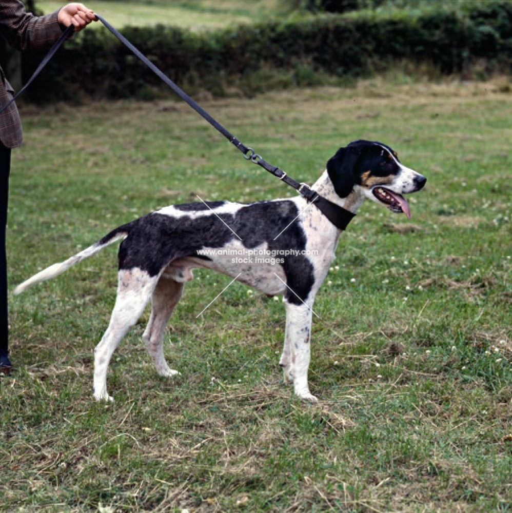 trail hound 