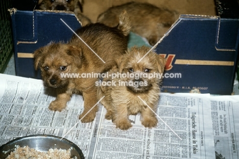 three norfolk terrier puppies with cardboard whelping box , food bowl and newspaper