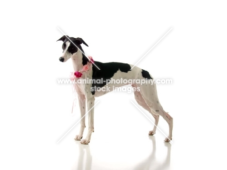 black and white Whippet