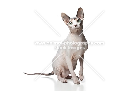 Sphynx cat on white background