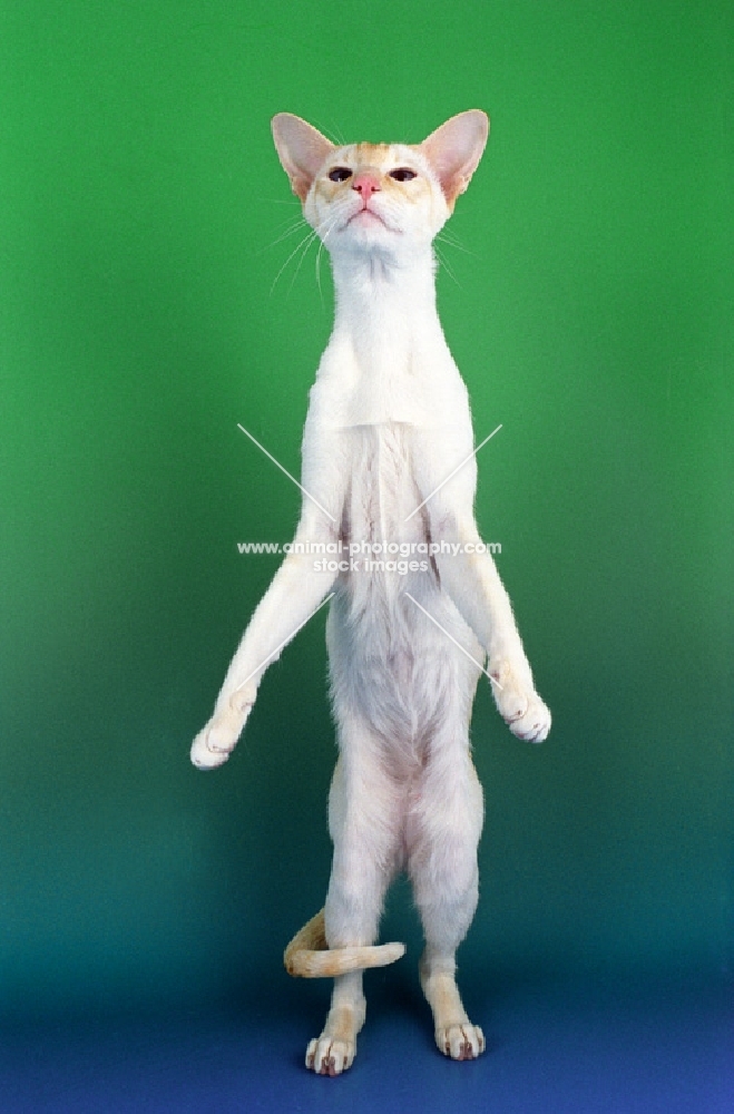 red point siamese cat on hind legs