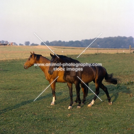 two Danish Warmbloods full body 