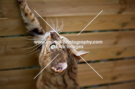 Portrait of bengal male cat, champion Mainstreet Full Throttle of Guru