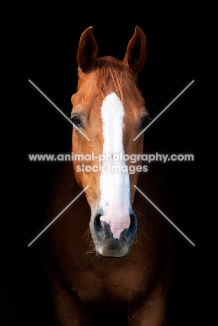 One brown thoroughbred horse on black background