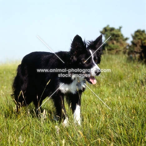 border collie, show bitch, eyeing, standing in a field