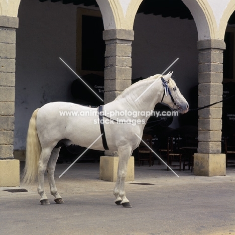 Descarado 11, Andalusian horse full body at bodegas terry, spain