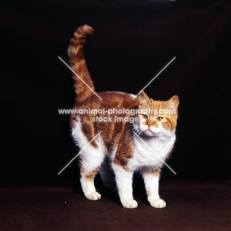 bi-coloured short hair cat, red tabby and white show cat from pathfinders