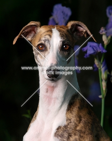 Whippet looking at camera, portrait