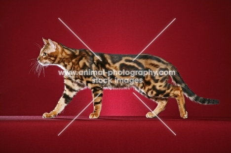 marbled Bengal walking on red background
