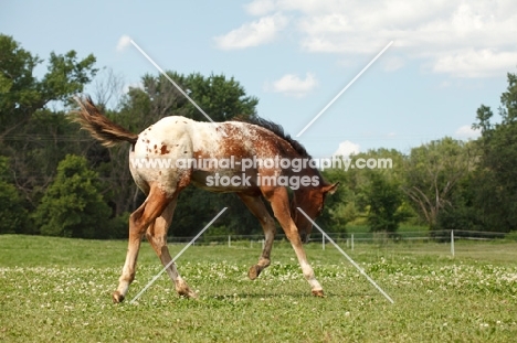 Appaloosa foal in field