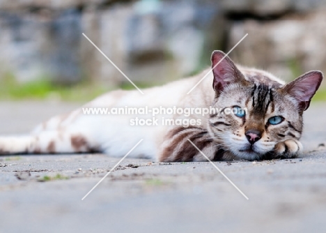 Bengal lying down outside
