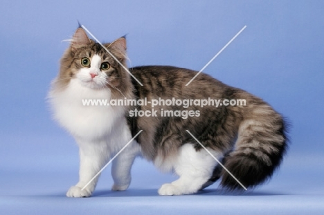 Brown Mackerel Tabby & White Norwegian Forest Cat
