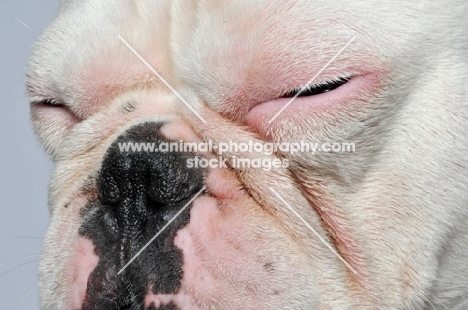 close up of sleepy French Bulldog