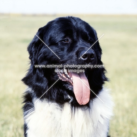 newfoundland head portrait