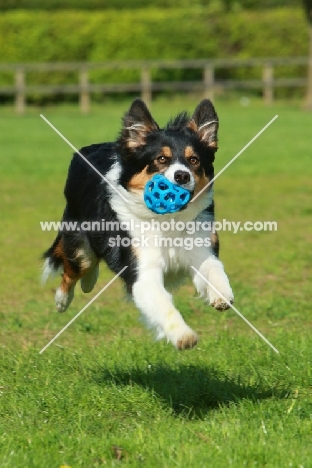 Border Collie retrieving toy